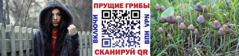 ОМГ ОМГ онион  где купить   Смоленск  Галлюциногенные грибы Psilocybine cubensis 